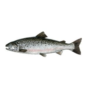 Fresh Whole Salmon Fish - Premium Grade Imported Seafood in Dhaka, Bangladesh
