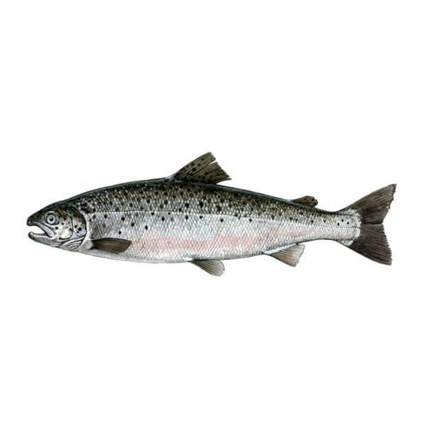 Fresh Whole Salmon Fish - Premium Grade Imported Seafood in Dhaka, Bangladesh
