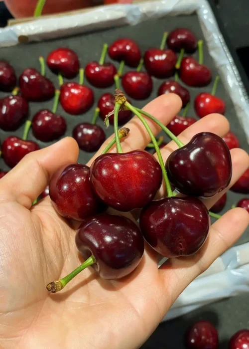 Cherry f.m photo 7